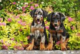 BEAUCERON - PUPPIES 258